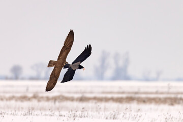 Raróg (Falco cherrug) © Grzegorz