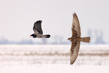 Raróg (Falco cherrug) © Grzegorz