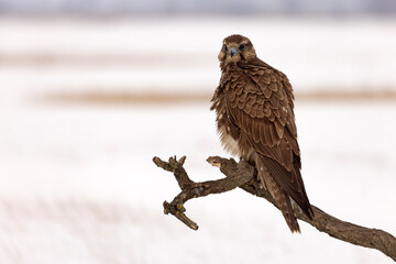 Raróg (Falco cherrug) © Grzegorz