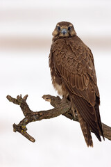 Raróg (Falco cherrug) © Grzegorz