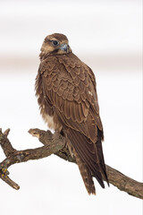 Raróg (Falco cherrug) © Grzegorz