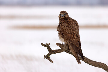 Raróg (Falco cherrug) © Grzegorz