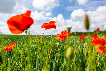 Fototapeta premium Red poppies blooming in green field under blue sky
