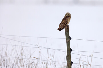 uszatka błotna (Asio flammeus) © Grzegorz