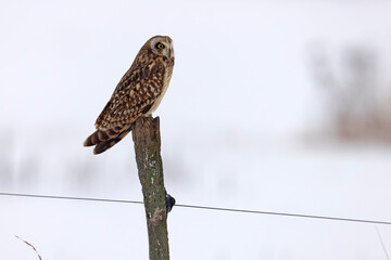 uszatka błotna (Asio flammeus) © Grzegorz