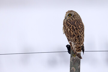 uszatka błotna (Asio flammeus) © Grzegorz