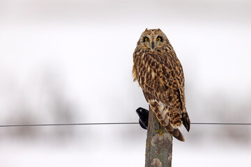 uszatka błotna (Asio flammeus) © Grzegorz