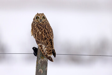 uszatka błotna (Asio flammeus) © Grzegorz
