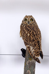 uszatka błotna (Asio flammeus) © Grzegorz