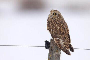 uszatka błotna (Asio flammeus) © Grzegorz