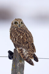 uszatka błotna (Asio flammeus) © Grzegorz