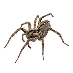 Wolf Spider Isolated White Background Arachnid Insect Wildlife Predator Macro Detail