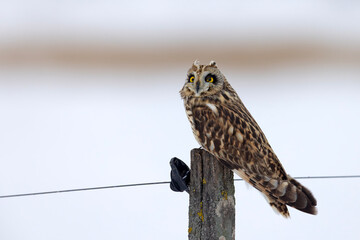 uszatka błotna (Asio flammeus) © Grzegorz