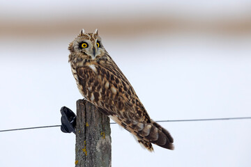 uszatka błotna (Asio flammeus) © Grzegorz