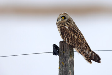 uszatka błotna (Asio flammeus) © Grzegorz