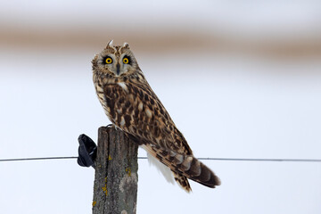 uszatka błotna (Asio flammeus) © Grzegorz