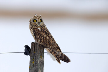 uszatka błotna (Asio flammeus) © Grzegorz