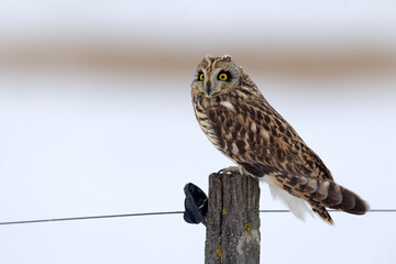 uszatka błotna (Asio flammeus) © Grzegorz
