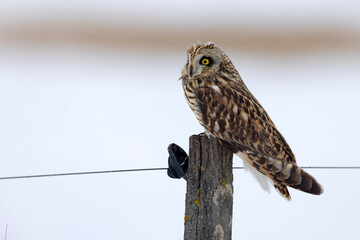 uszatka błotna (Asio flammeus) © Grzegorz