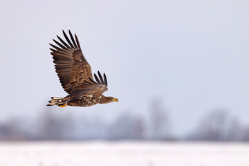 bielik (Haliaeetus albicilla) © Grzegorz