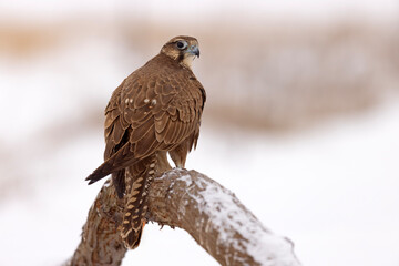 Raróg (Falco cherrug) © Grzegorz