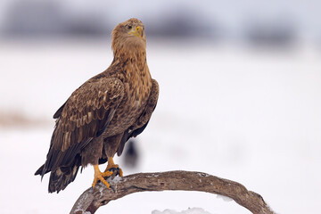 bielik (Haliaeetus albicilla) © Grzegorz