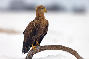 bielik (Haliaeetus albicilla) © Grzegorz