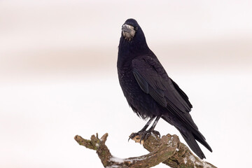 gawron (Corvus frugilegus) © Grzegorz