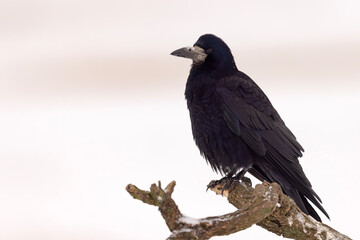 gawron (Corvus frugilegus) © Grzegorz
