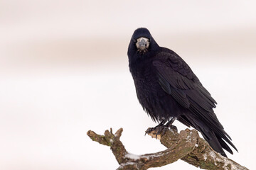 gawron (Corvus frugilegus) © Grzegorz