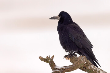 gawron (Corvus frugilegus) © Grzegorz