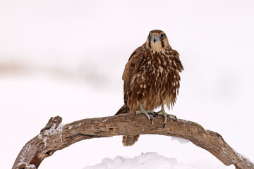 Raróg (Falco cherrug) © Grzegorz