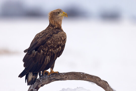 bielik (Haliaeetus albicilla)