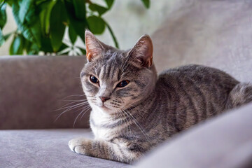Naklejka premium Relaxed Gray Cat Lounging on a Sofa
