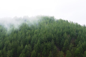 Atmospheric Aerial View of a Dense Green Pine Forest Shrouded in Thick White Fog and Mist in the Mountains