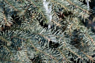 Winter frost sparkling on evergreen branches in a quiet garden