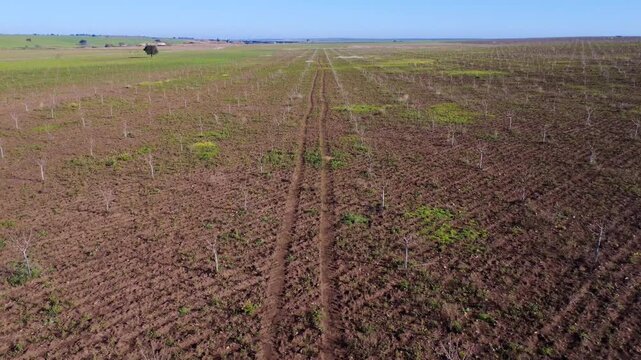 Aerial drone flight over large young pistachio plantation at late winter with clear horizon.