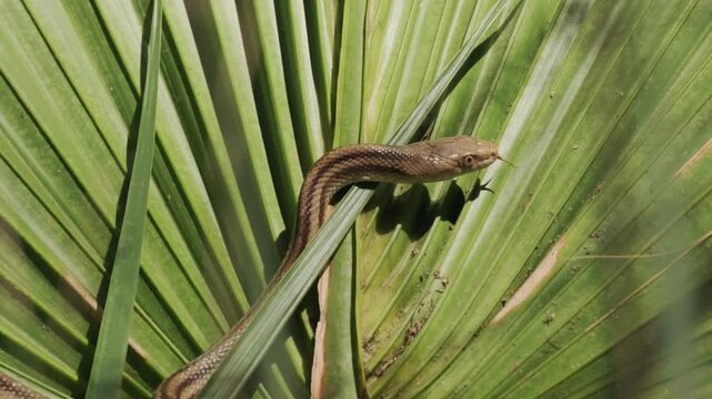 Rat Snake on Palmetto Leaf Florida Wildlife