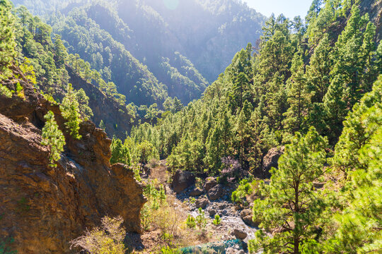Beautiful landscape on la Palma island, Spain, in spring