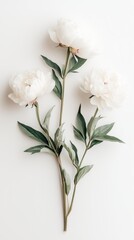 Minimal Botanical Peony Flowers with Green Leaves on White Background in Soft Natural Light