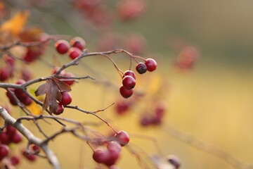 bacche di biancospino al tramonto in inverno