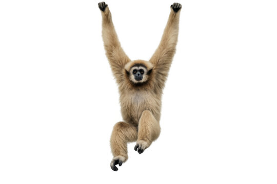 White-handed gibbon hanging with arms outstretched