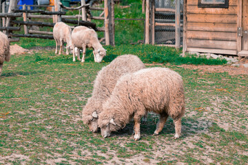 Fototapeta premium Several woolly sheep are seen grazing on a sunny day in a rustic farmyard, with a wooden fence and barn in the background