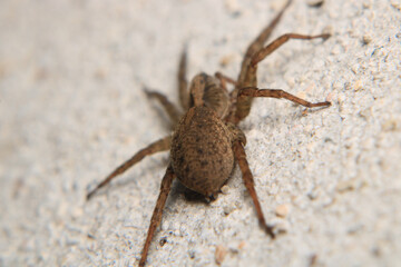 agelena labyrinthica spider macro photo	
