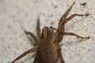 agelena labyrinthica spider macro photo	