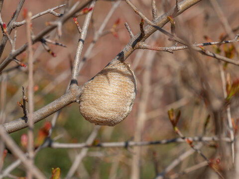 Ootheca of Sphodromantis viridis in Mediterranean habitat near Almenara, Spain