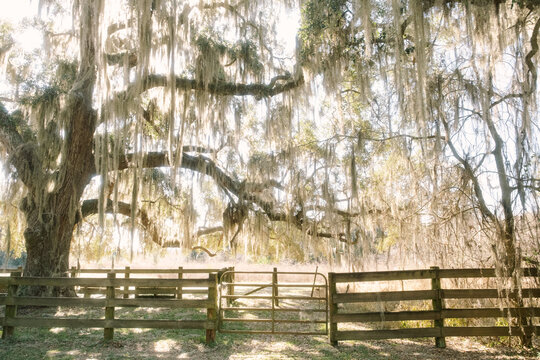 Spanish Moss Oak Tree  La Chua Trail Paynes Prairie State Park, Gainesville, Florida