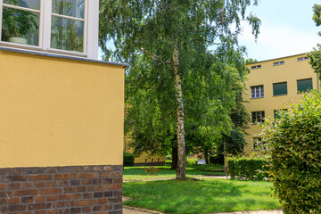 Gepflegter grüner Innenhof einer städtischen Wohnanlage mit einer markanten Birke und gelben...