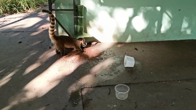 South american coati foraging for food near human habitation: Video for wildlife educational blogs, south american travel guides, or animal behavior studies.
