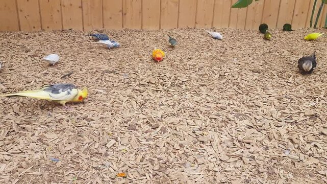 Footage of the different types of parrots in the aviary. Birds
